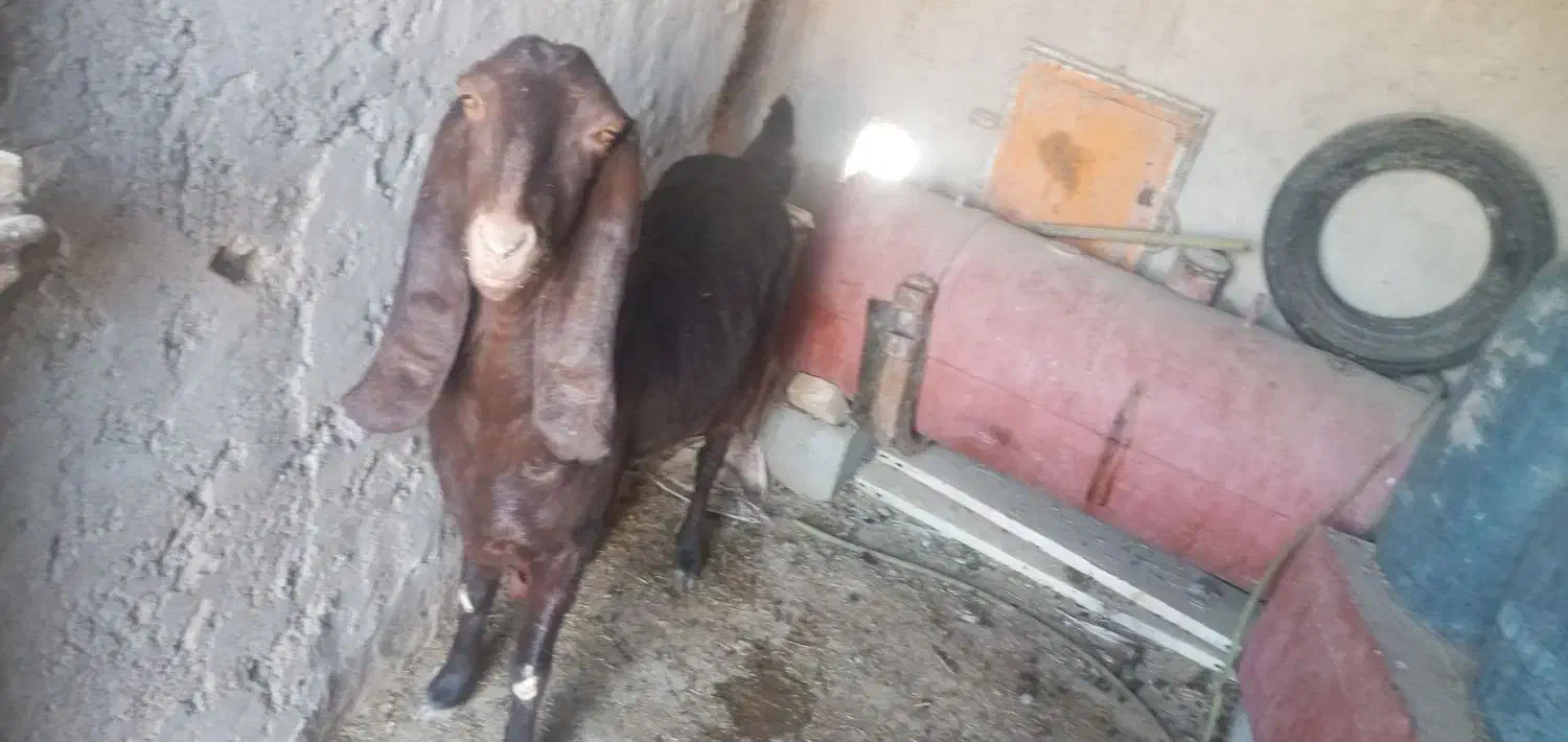 فروش کاموری آبست|حیوانات مزرعه|هامون, |دیوار