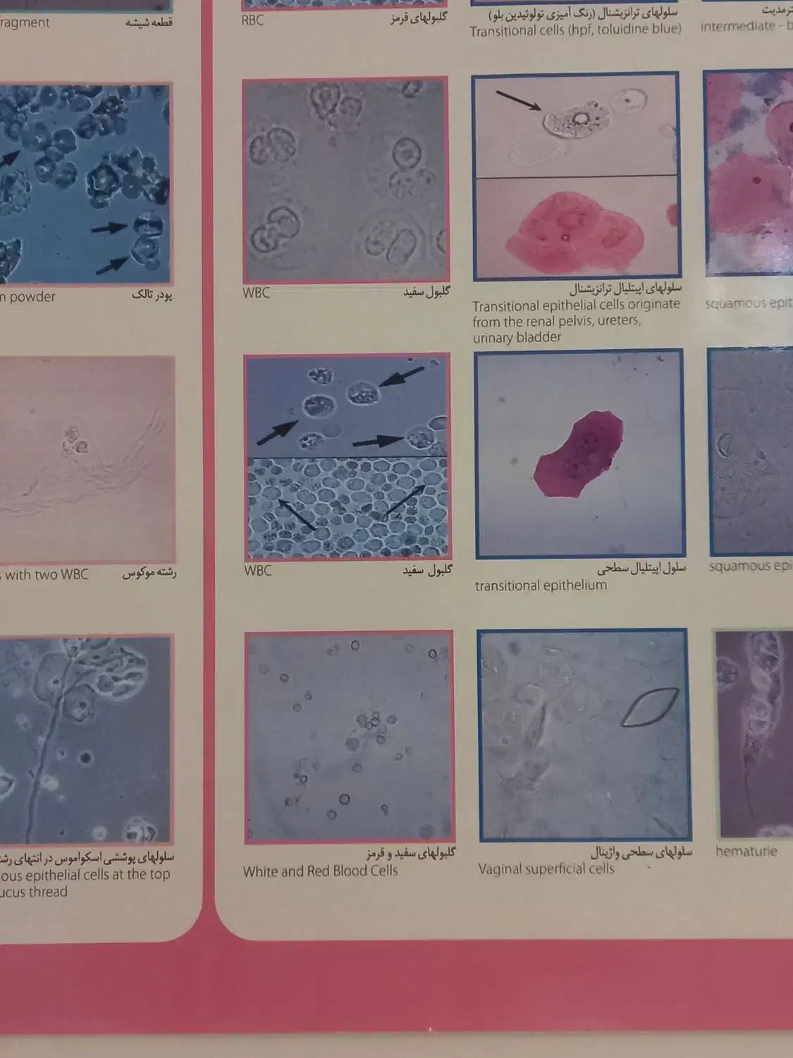 کارام وزی ازمایشگاه|فعالیت داوطلبانه تحقیقاتی|ساری, |دیوار