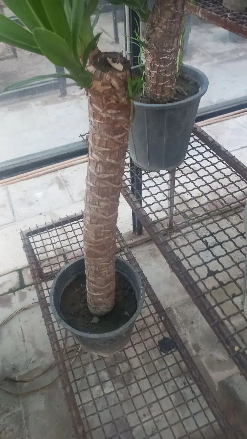 انواع گل|گل و گیاه طبیعی|گرگان, |دیوار