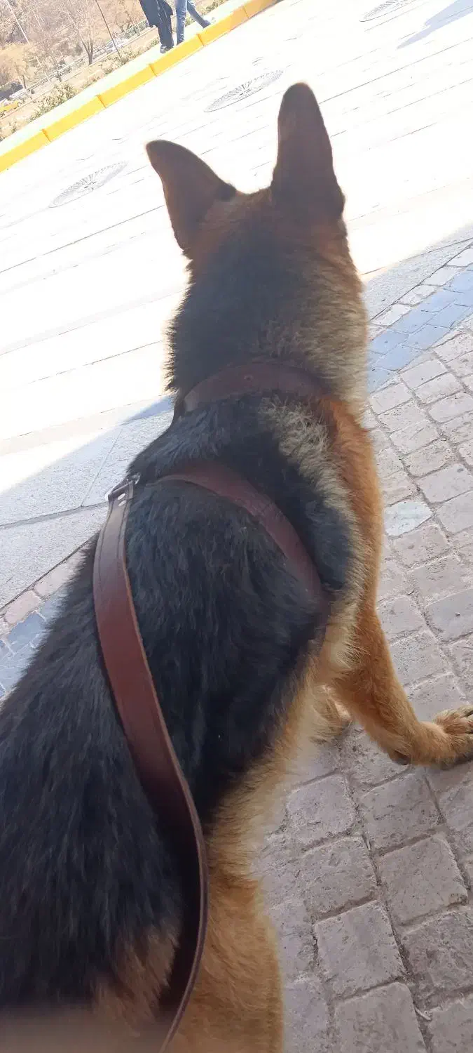 واگذاری دو قلاده سگ ژرمن  خالص شولاین و|سگ|شیراز, قدوسی غربی|دیوار