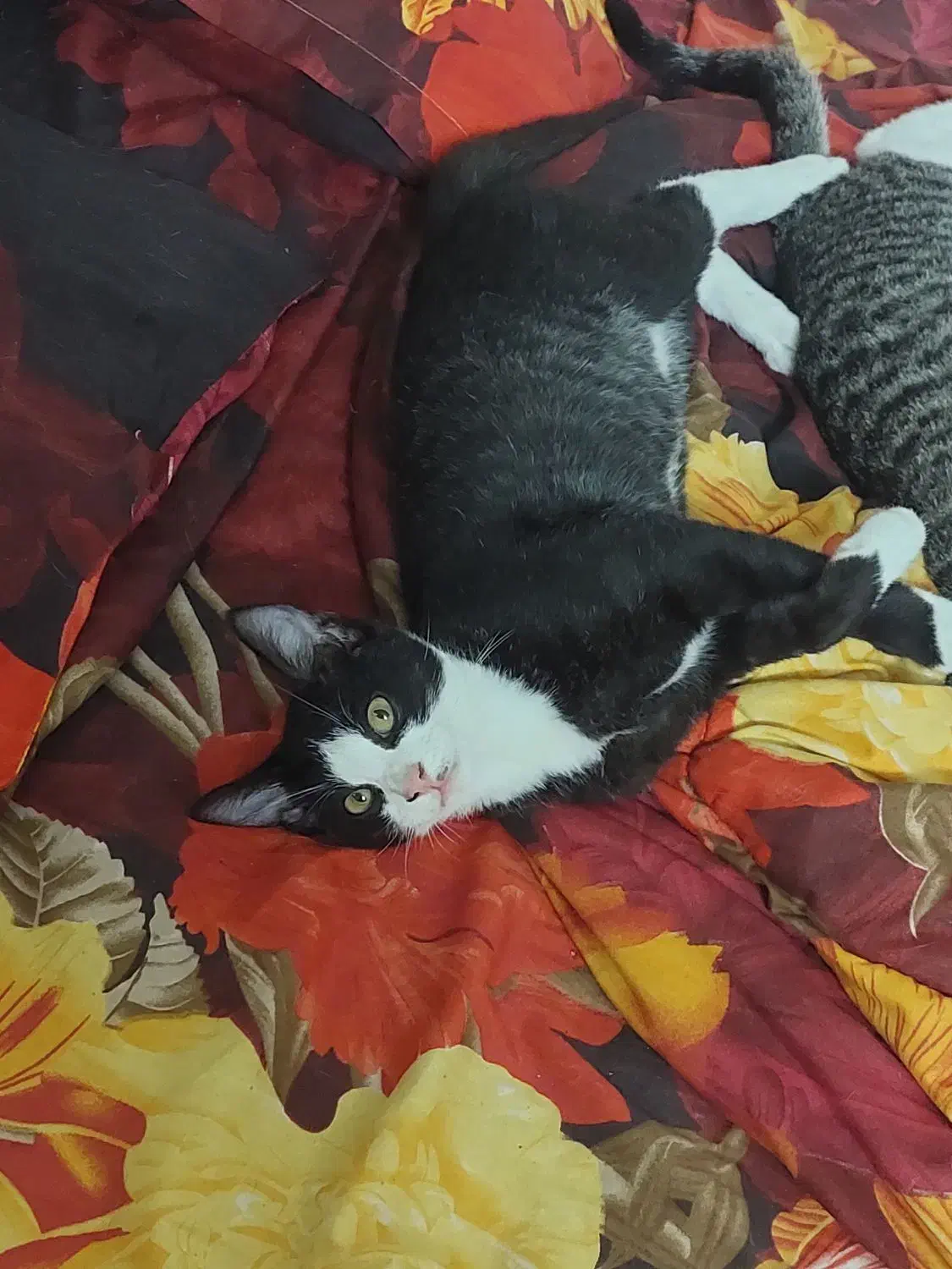 گربه|گربه|لاهیجان, پردسر|دیوار