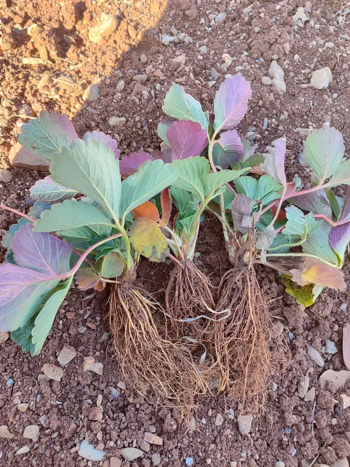 نشا سابرینا خالص|خدمات باغبانی و درختکاری|سنندج, |دیوار