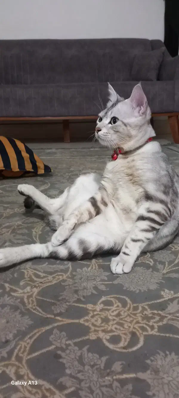 گربه طوسی|گربه|گنبد کاووس, |دیوار