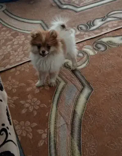 سگ پامرانین|سگ|سیرجان, |دیوار