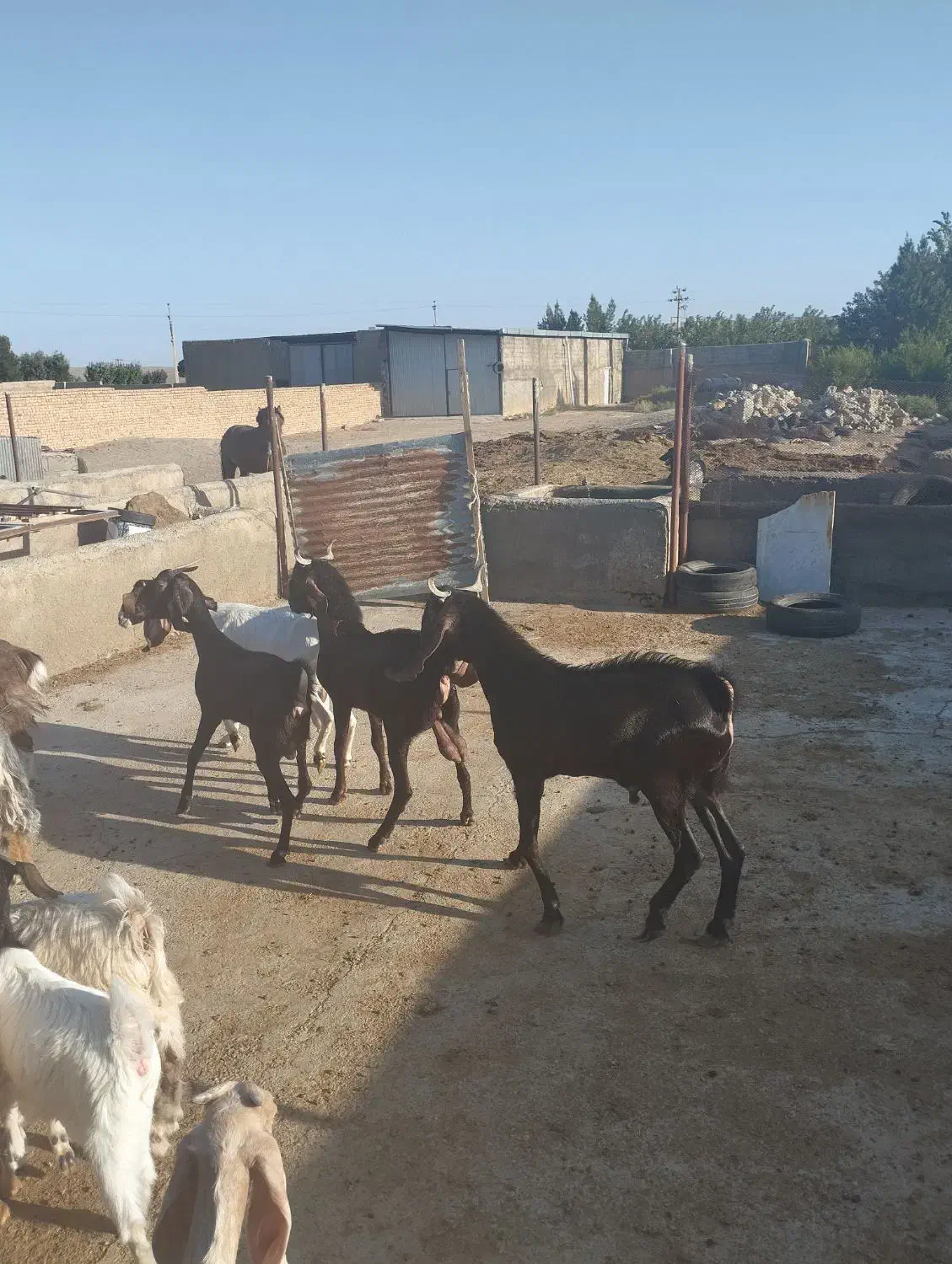 دو عدد کل کاهار کاموری مست|حیوانات مزرعه|شهمیرزاد, |دیوار