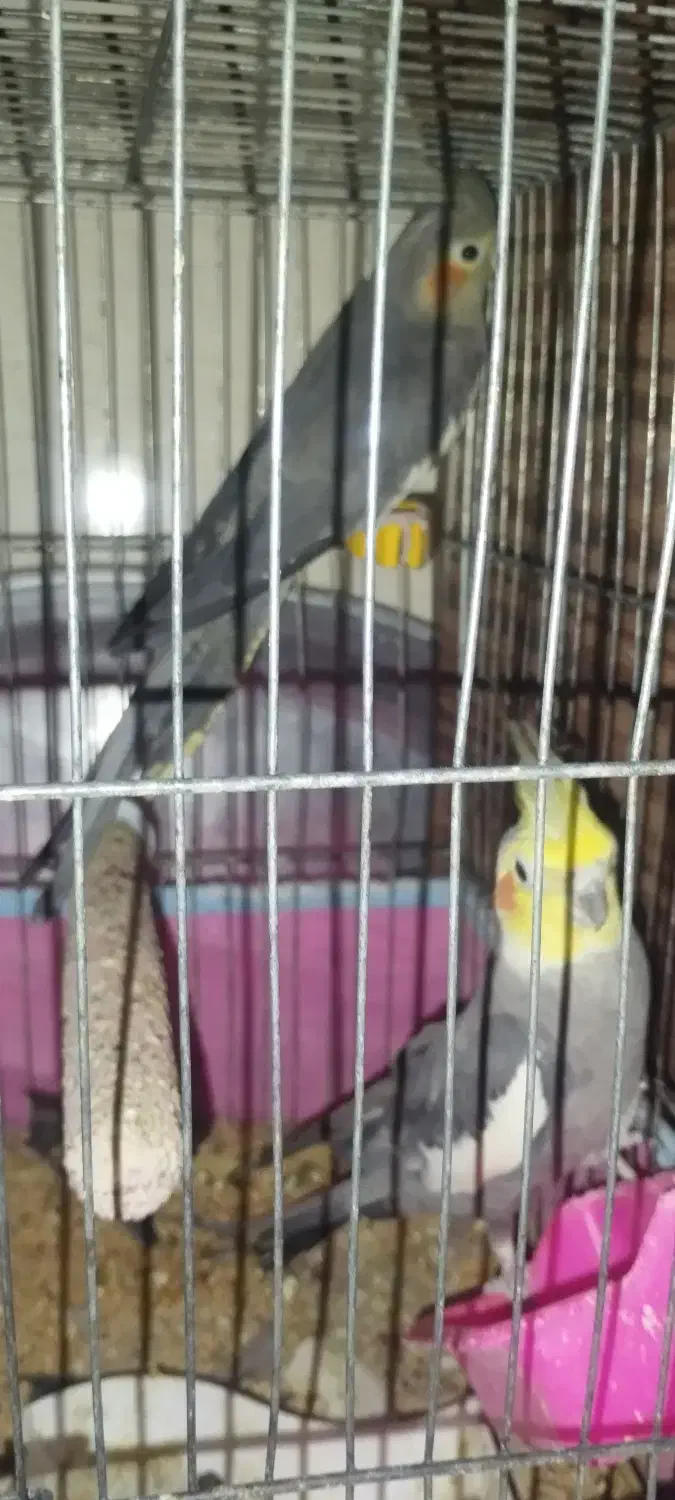 دوعدد عروس سالم نر و ماده|پرنده|رامشیر, |دیوار