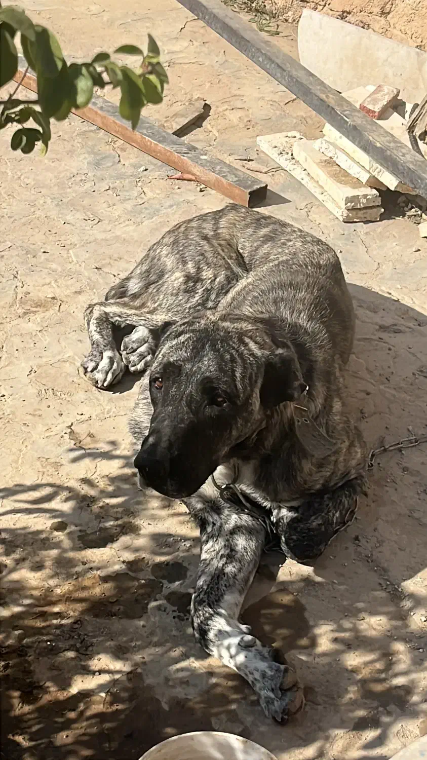 سگ افغان اصیل|سگ|هشتگرد, فشند|دیوار