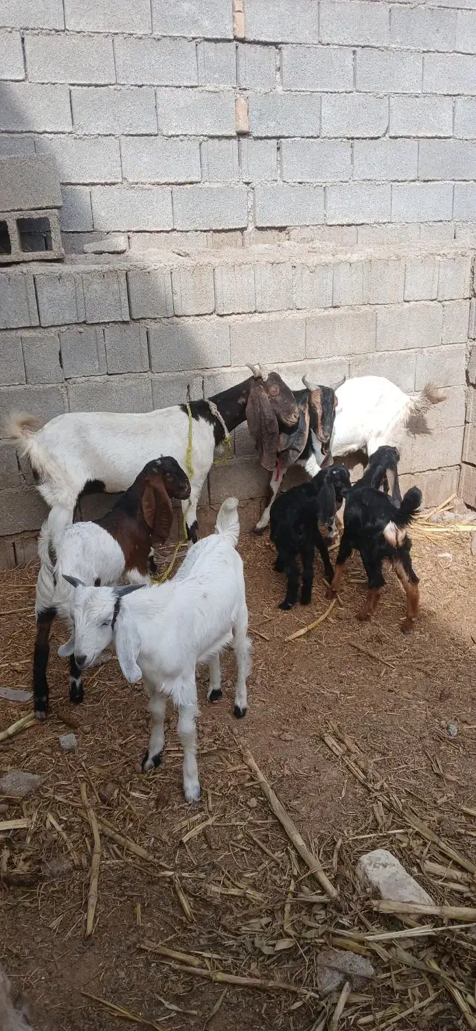 دوتا بز زاییده با بیگ|حیوانات مزرعه|دزفول, |دیوار