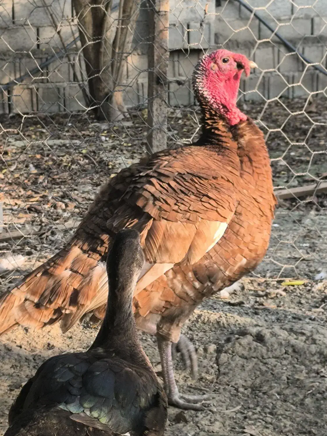 بور بورن هلندی|حیوانات مزرعه|قائمشهر, |دیوار