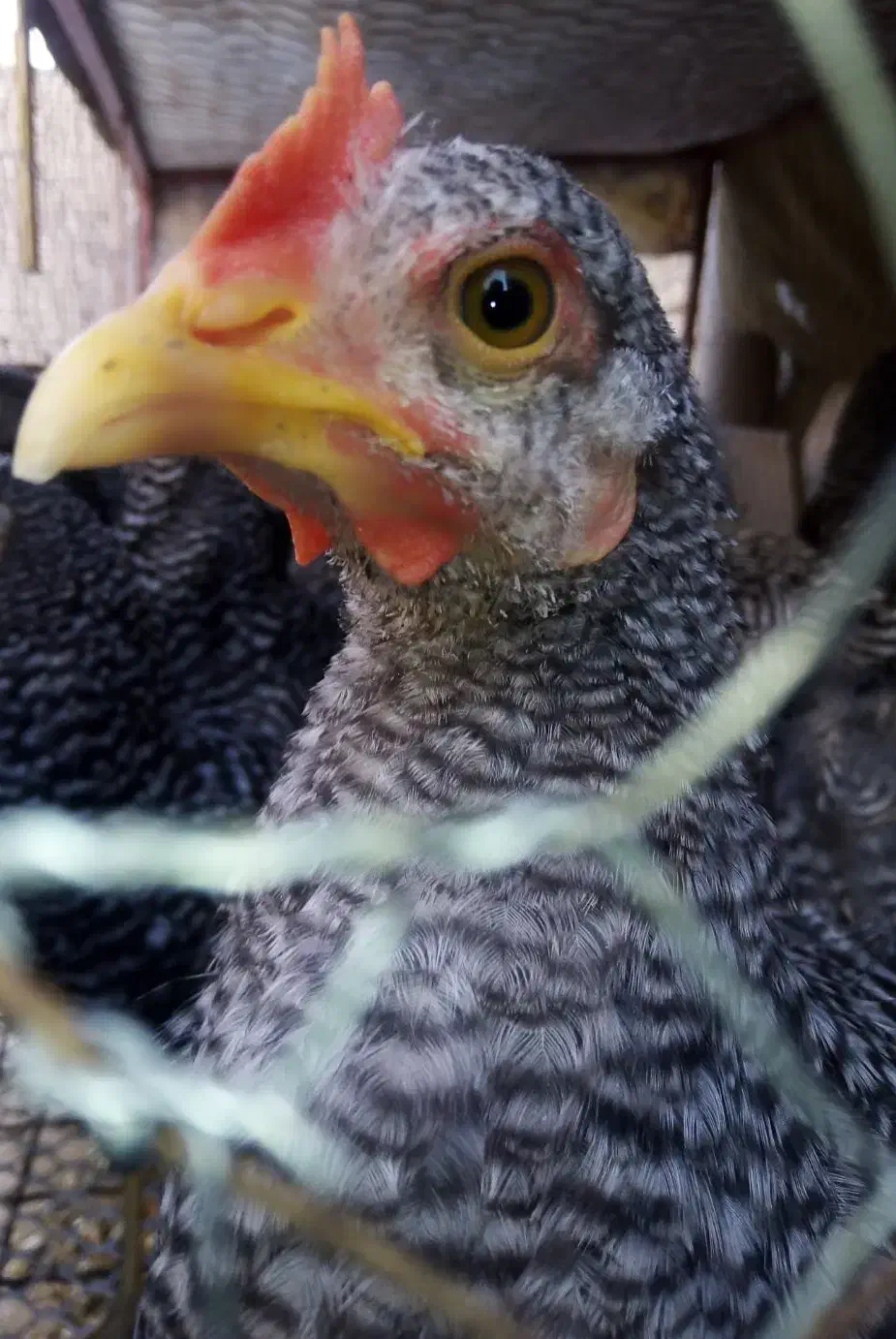 نیمچه خروس ومرغ آمروک اصل|حیوانات مزرعه|یزد, |دیوار