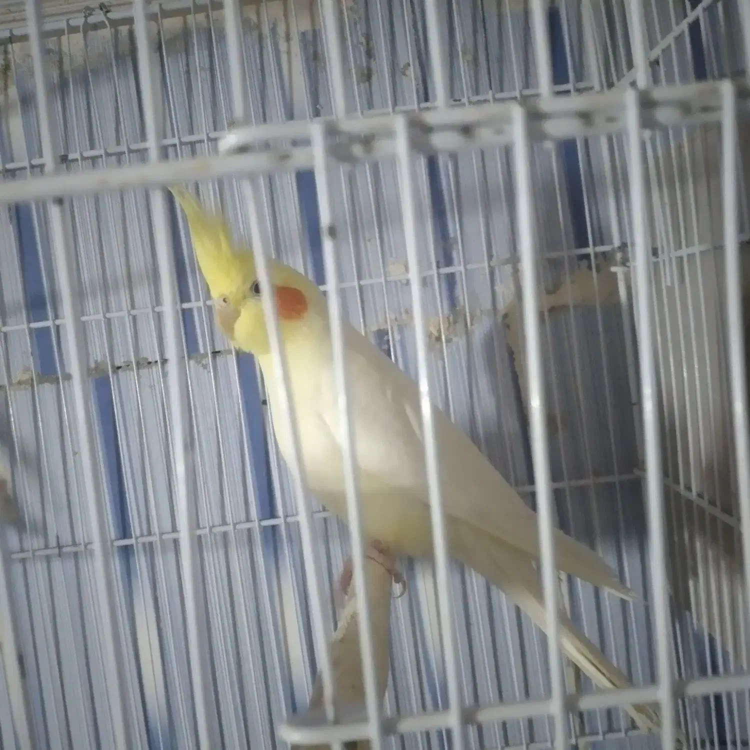 عروس هلندی|پرنده|ماکو, |دیوار