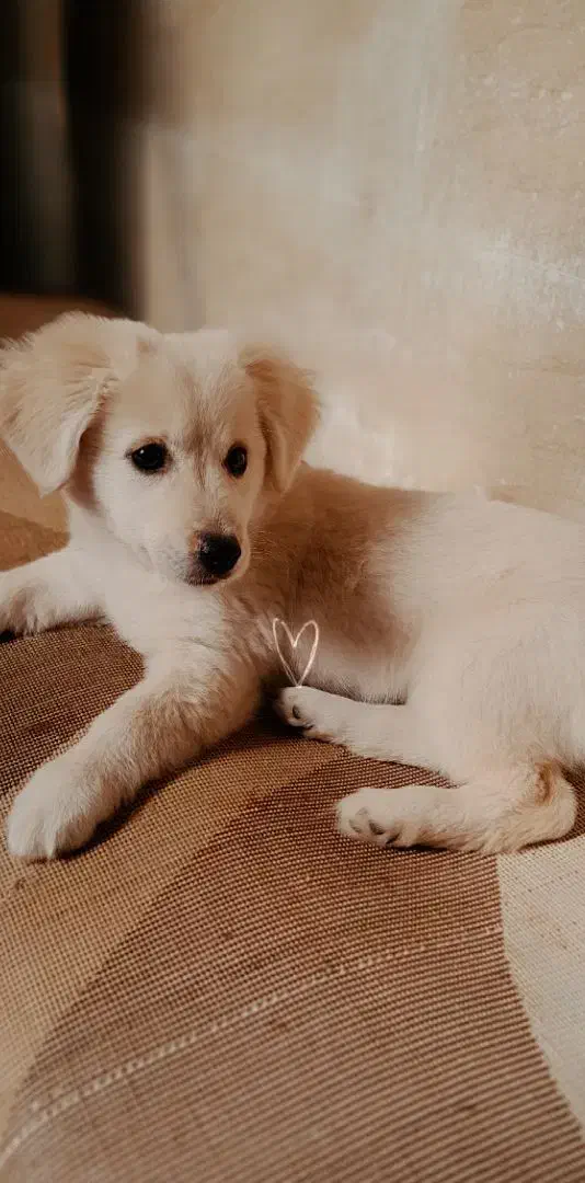 سگ اشپیز|سگ|آستانه اشرفیه, |دیوار