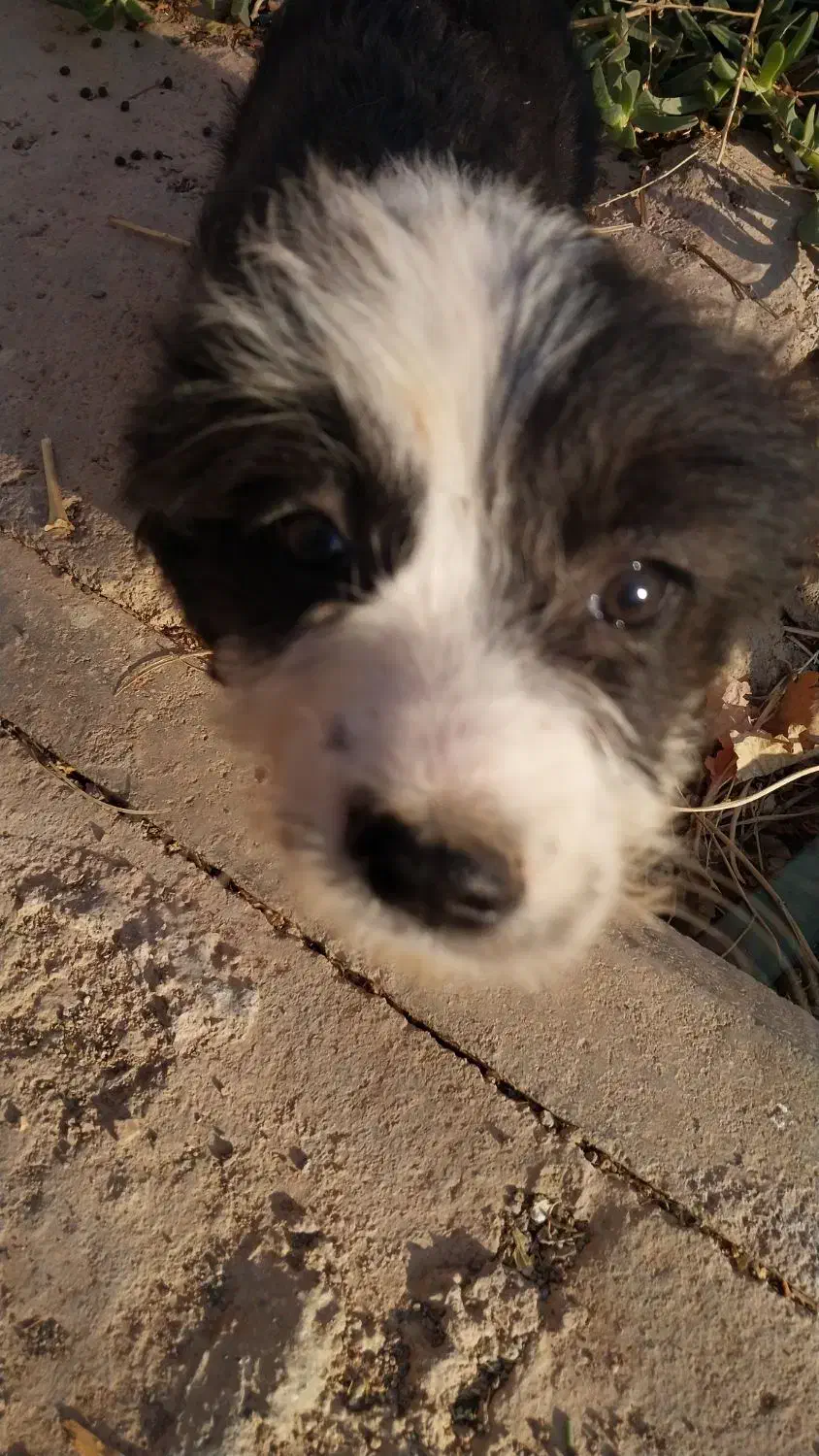 توله سگ شیتزو|سگ|پرند, فاز ۴|دیوار