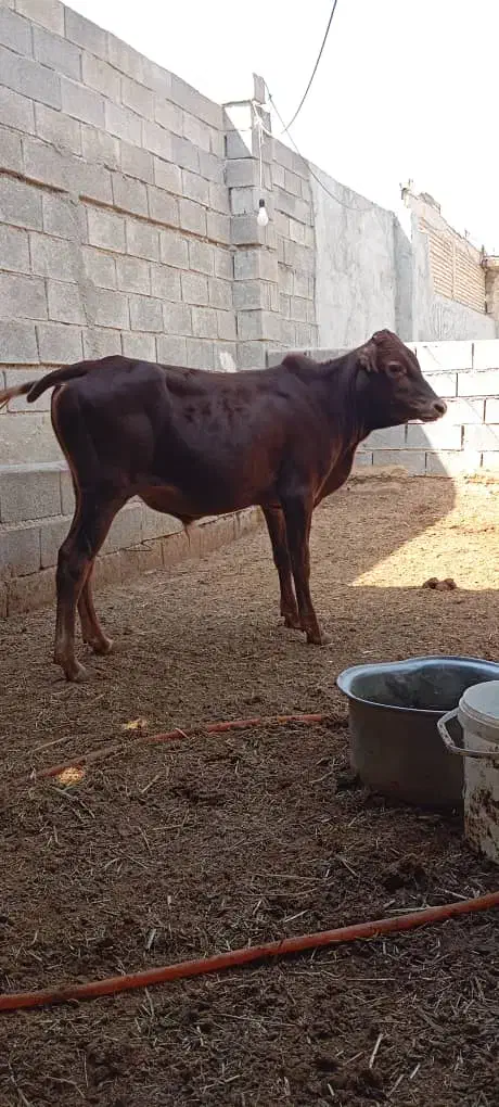 گوساله نر در رامهرمز|حیوانات مزرعه|اهواز, ۳۰ متری|دیوار