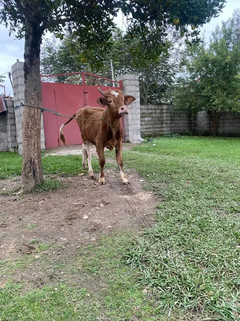 کوله چالوسی سر شاخ دار مناسب برای داشت|حیوانات مزرعه|گوراب زرمیخ, |دیوار