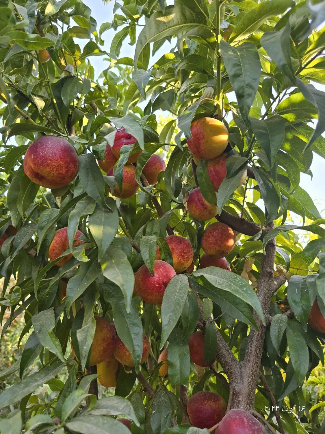 خدمات باغبانی|خدمات باغبانی و درختکاری|فلاورجان, |دیوار