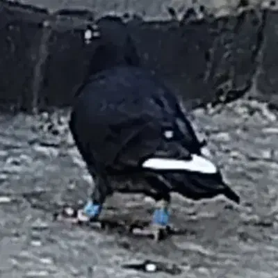 کبوتر گم شده|پرنده|نیشابور, ده حلاج|دیوار