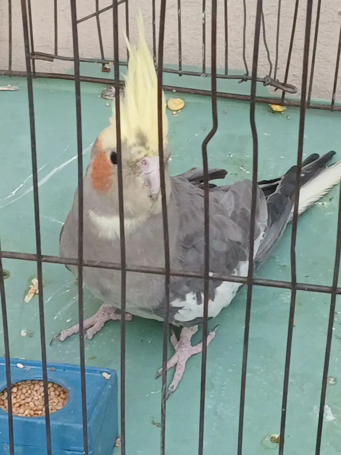 عروس هلندی نر|پرنده|تهران, بهجتآباد|دیوار