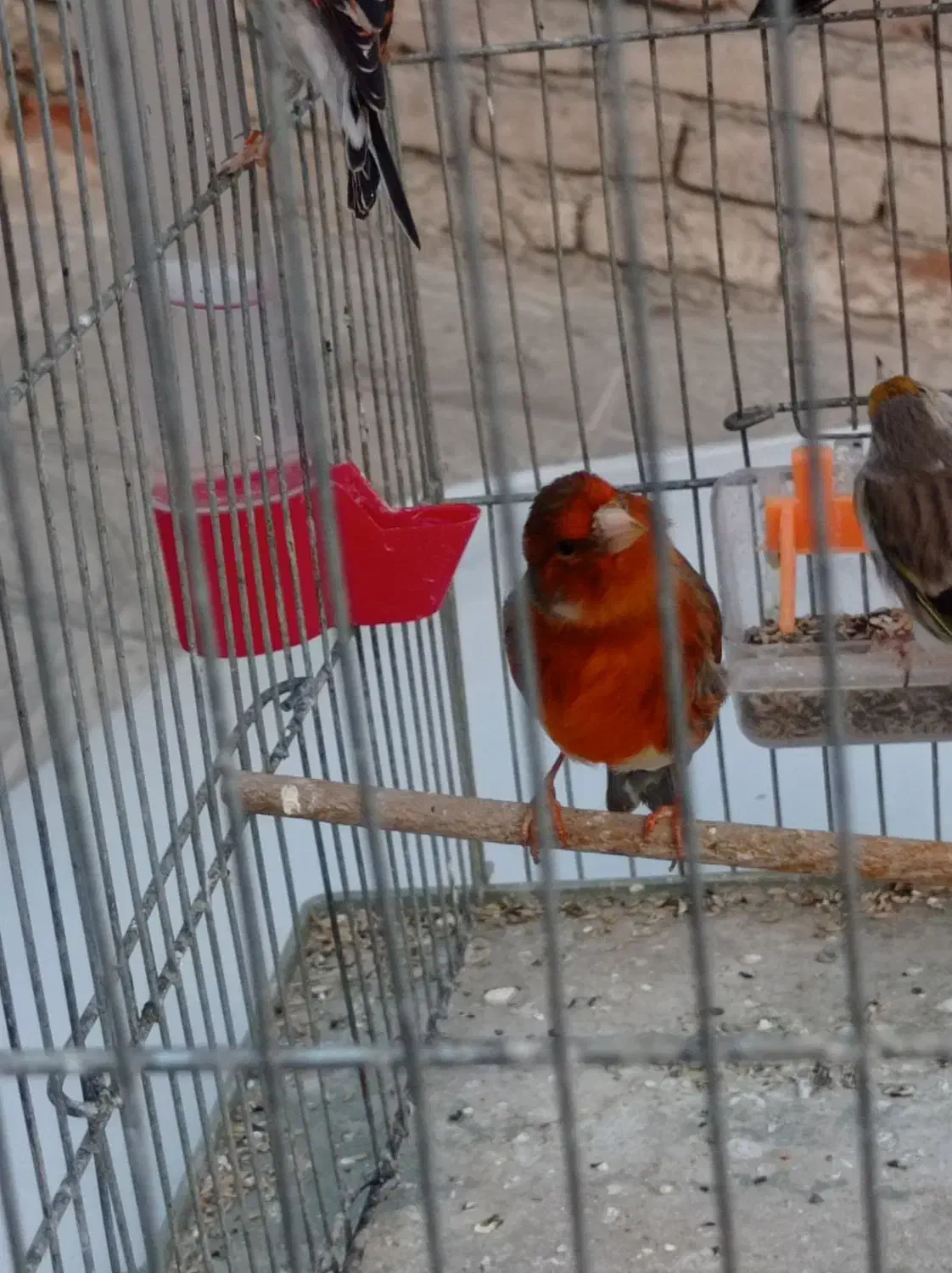 فروش سهره قناری تعداد وتکی|پرنده|بهارستان, |دیوار