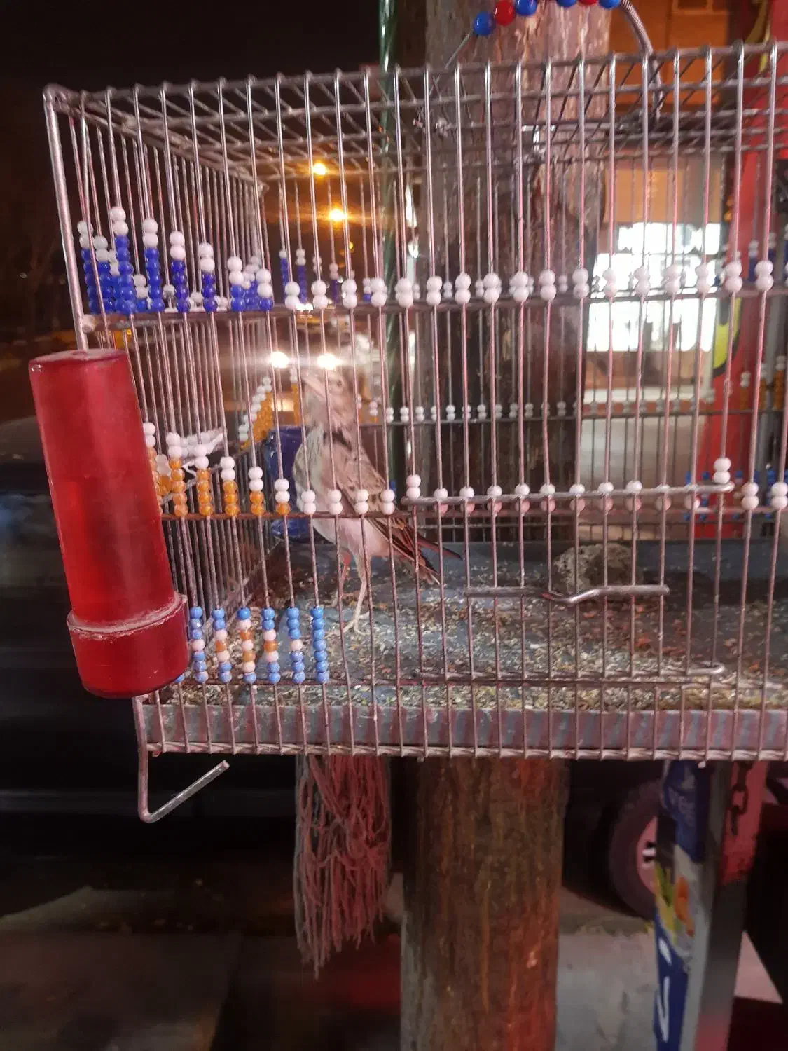 سهره قناری|پرنده|رباطکریم, رباطکریم|دیوار