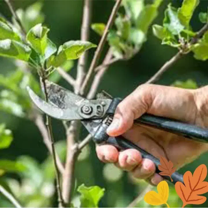 هرس|خدمات باغبانی و درختکاری|آران و بیدگل, |دیوار