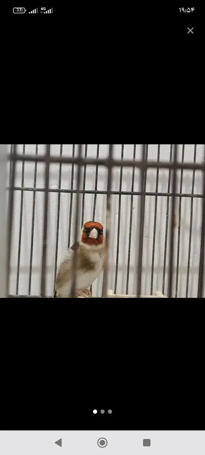 سهره نر|پرنده|بندرعباس, |دیوار