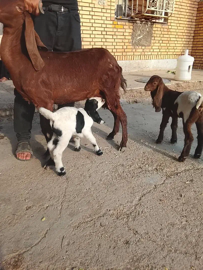 بز دقلوزا با دوبیگ نر ماده|حیوانات مزرعه|شوشتر, |دیوار