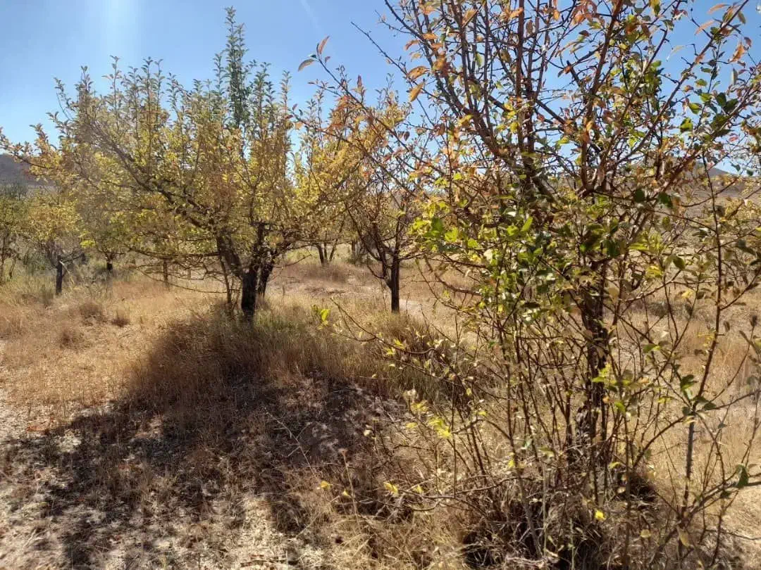 فروش باغ ۴۴۰۰ متر واقع در آوج|فروش زمین و ملک کلنگی|آوج, |دیوار