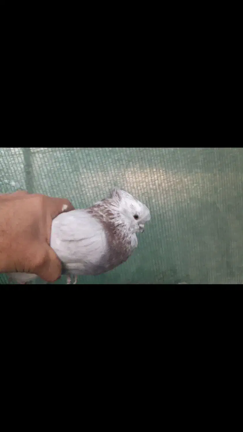 کبوتر کوتاه قنار|پرنده|شاهرود, |دیوار