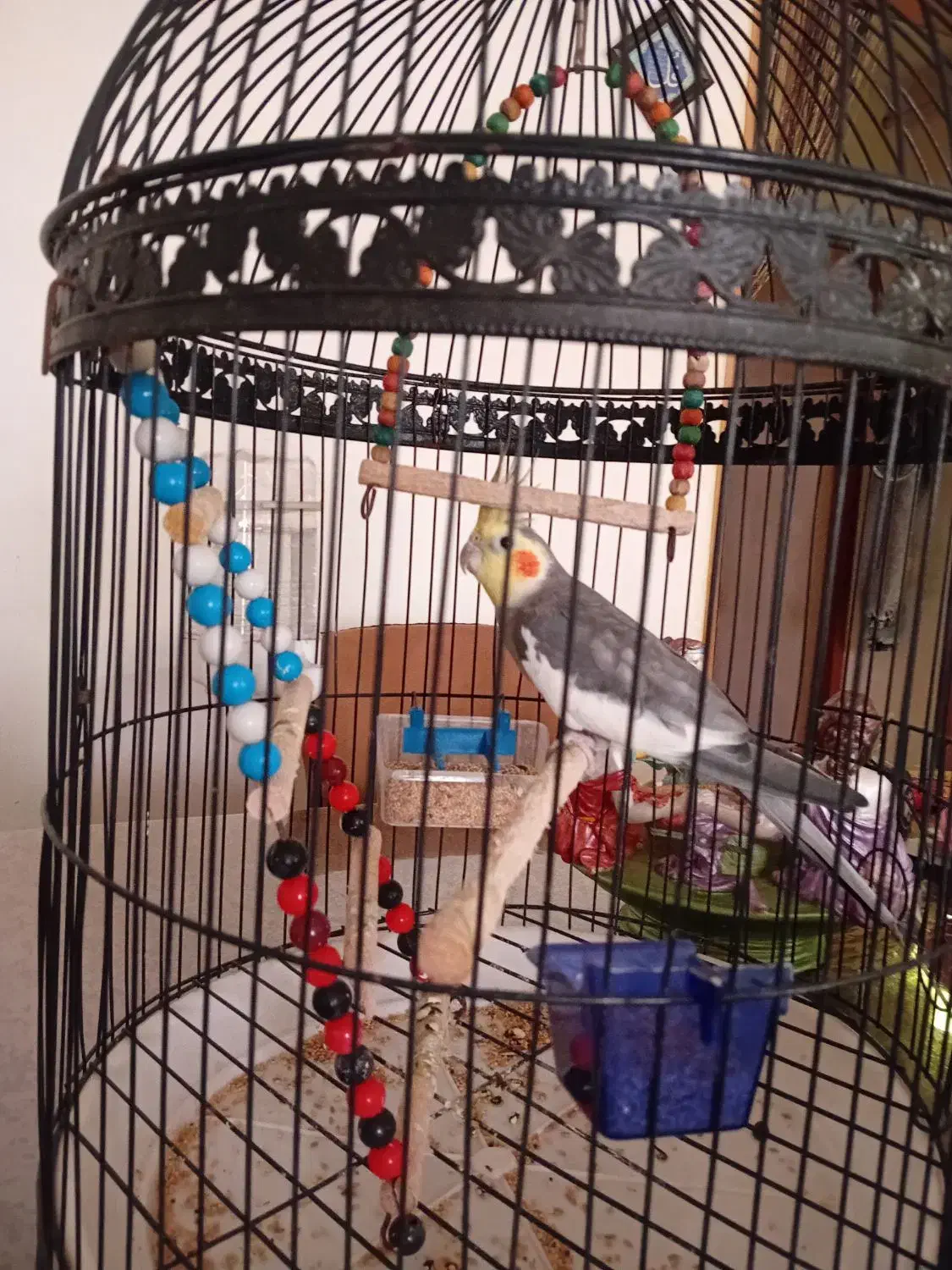 طوطی عروس سخنگو|پرنده|رشت, توشیبا|دیوار