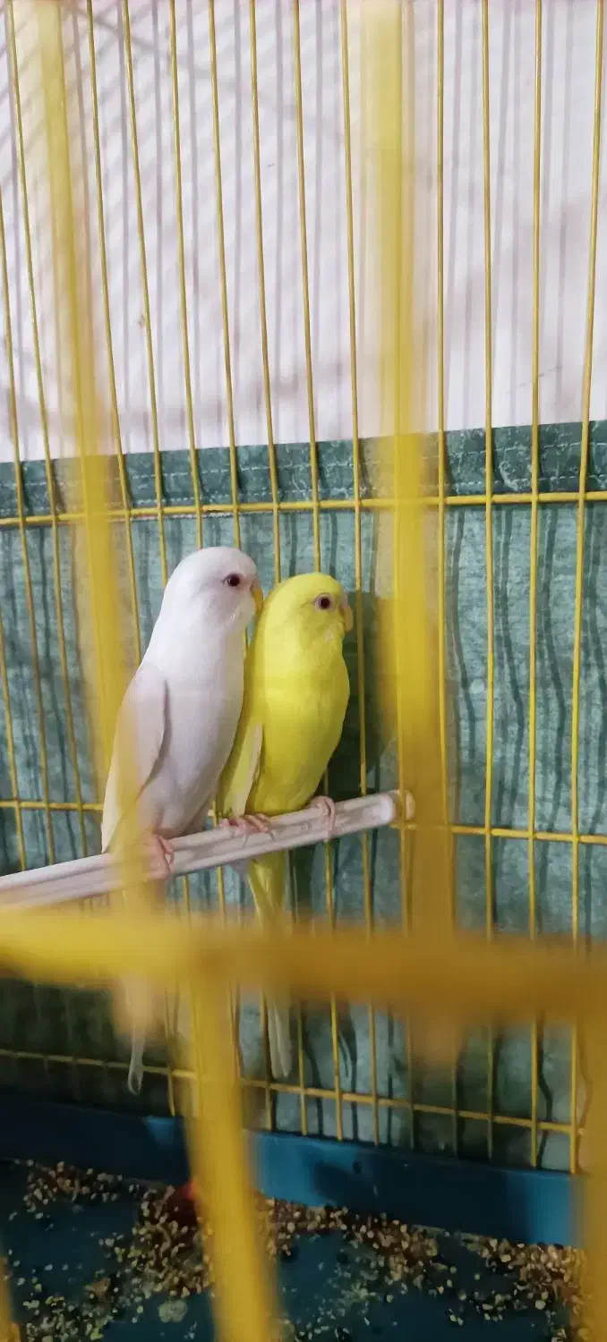 مرغ عشق هلندی|پرنده|مرودشت, ژیان|دیوار