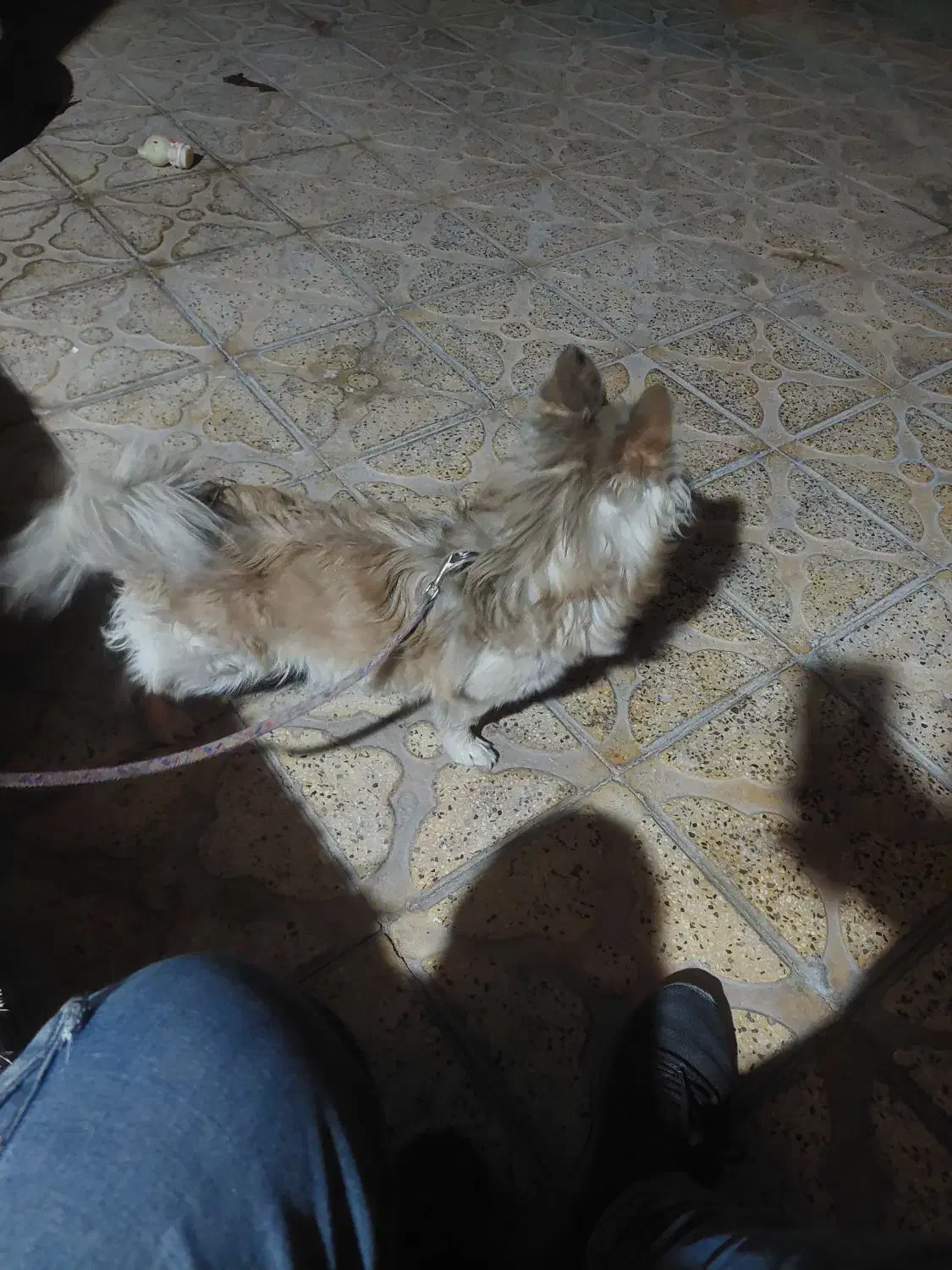 سگ پامر|سگ|مرودشت, ابوذر شمالی‎|دیوار