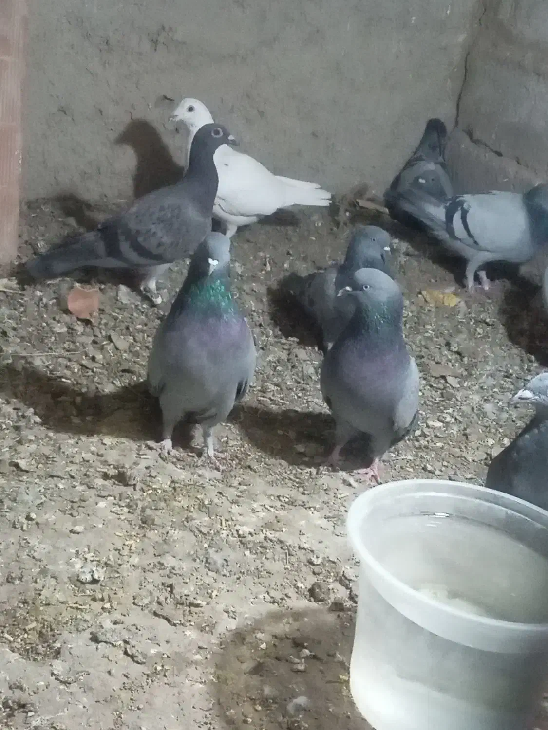 کبوتر پرشی|پرنده|جزنیک, |دیوار