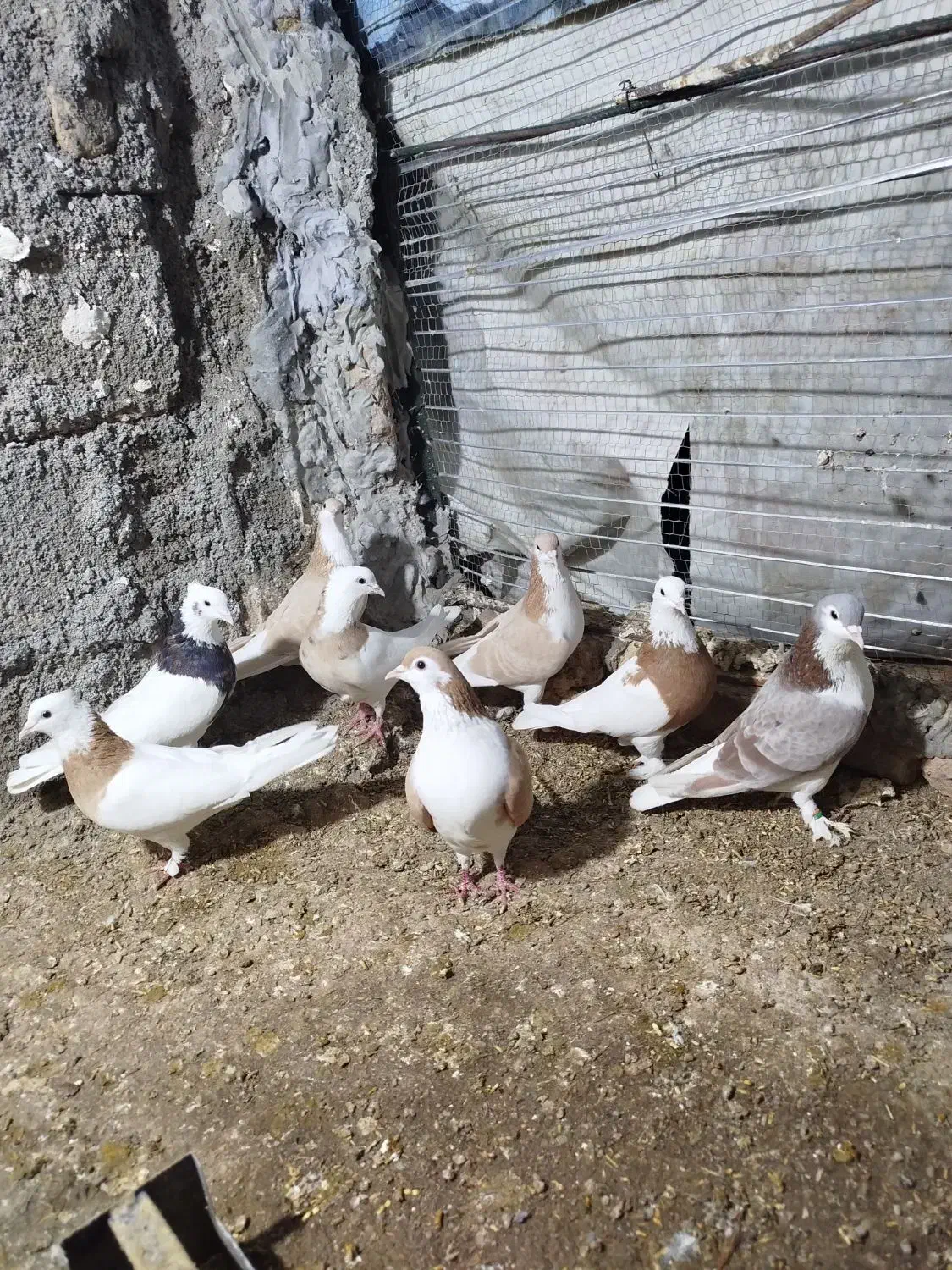 کفتر|پرنده|زیرکوه, |دیوار