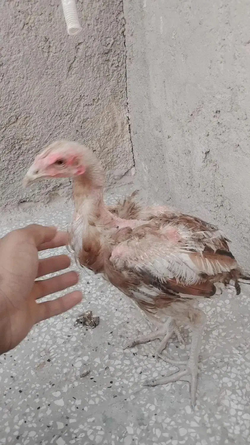 جوجه لاری|حیوانات مزرعه|زهک, |دیوار