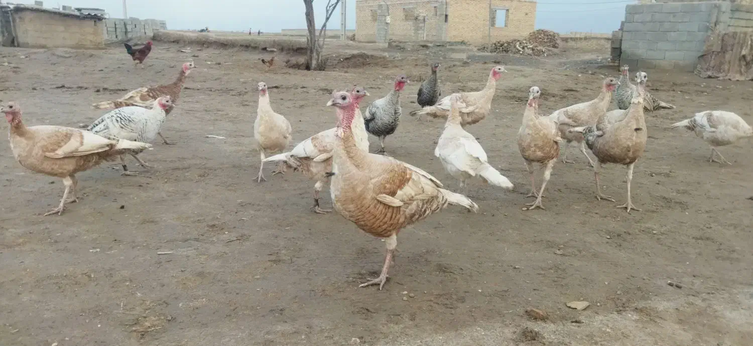 بوقلمون نر|حیوانات مزرعه|گنبد کاووس, |دیوار