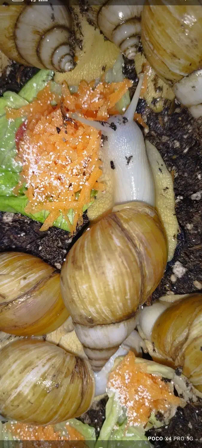 حلزون آلبینو|خزنده|تبریز, |دیوار