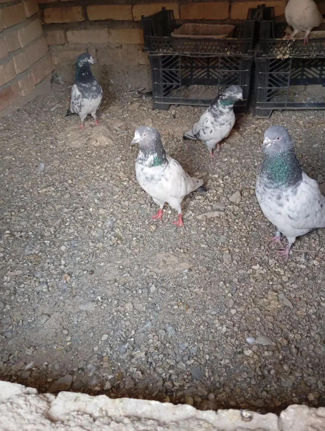 کبوتر پاکستانی|پرنده|کهنوج, |دیوار