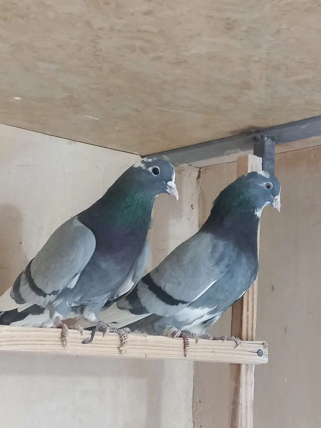 کبوتر پرشی|پرنده|معصومیه, |دیوار