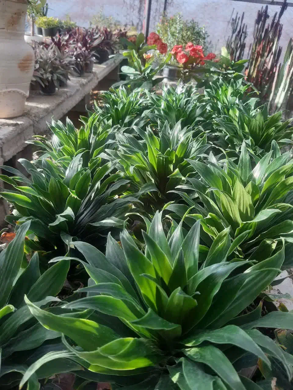 گل و گیاه|گل و گیاه طبیعی|کرج, اصفهانی‌ها|دیوار