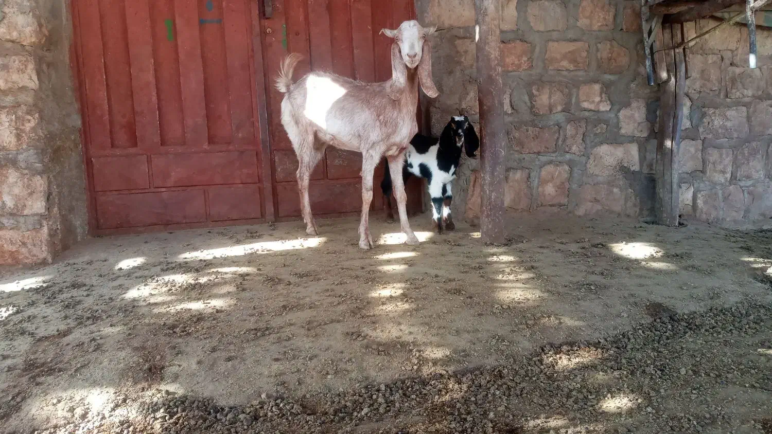 بز و بزغاله|حیوانات مزرعه|کوهدشت, |دیوار