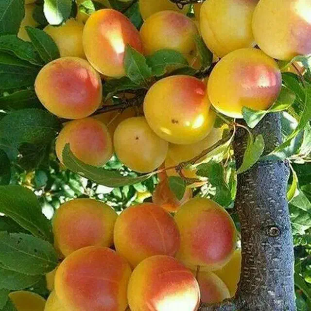 نهال ودرخت|خدمات باغبانی و درختکاری|چناران, |دیوار