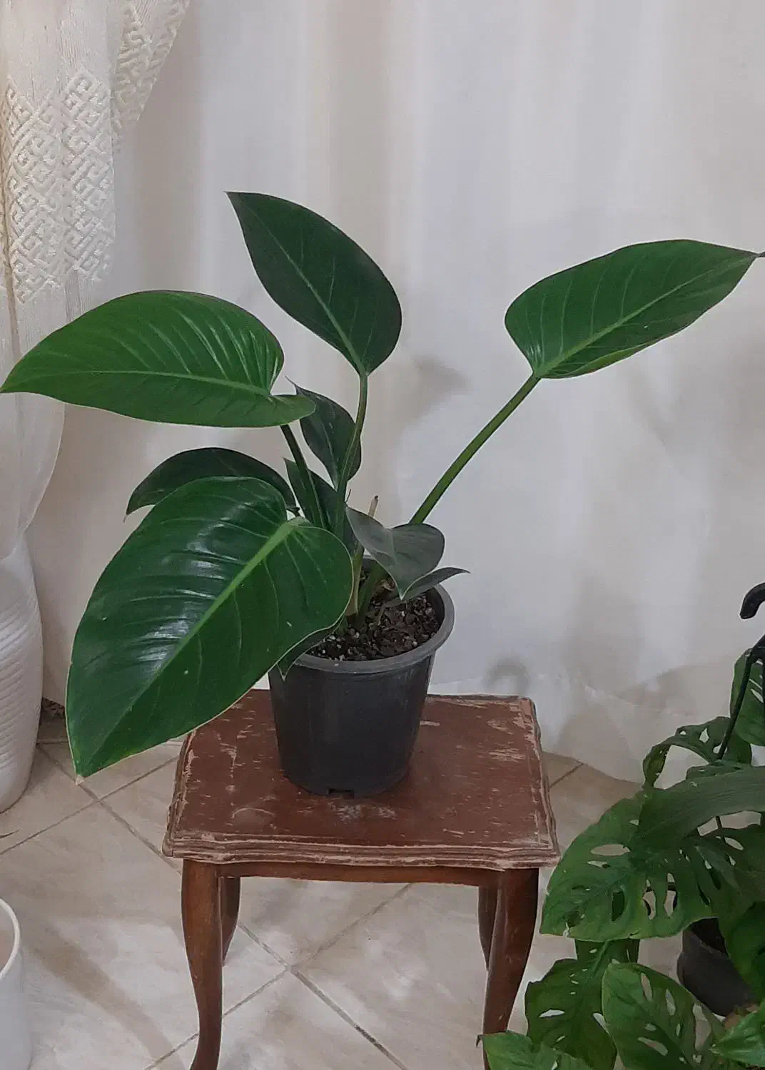 گلهای زیبا|گل و گیاه طبیعی|بجنورد, |دیوار