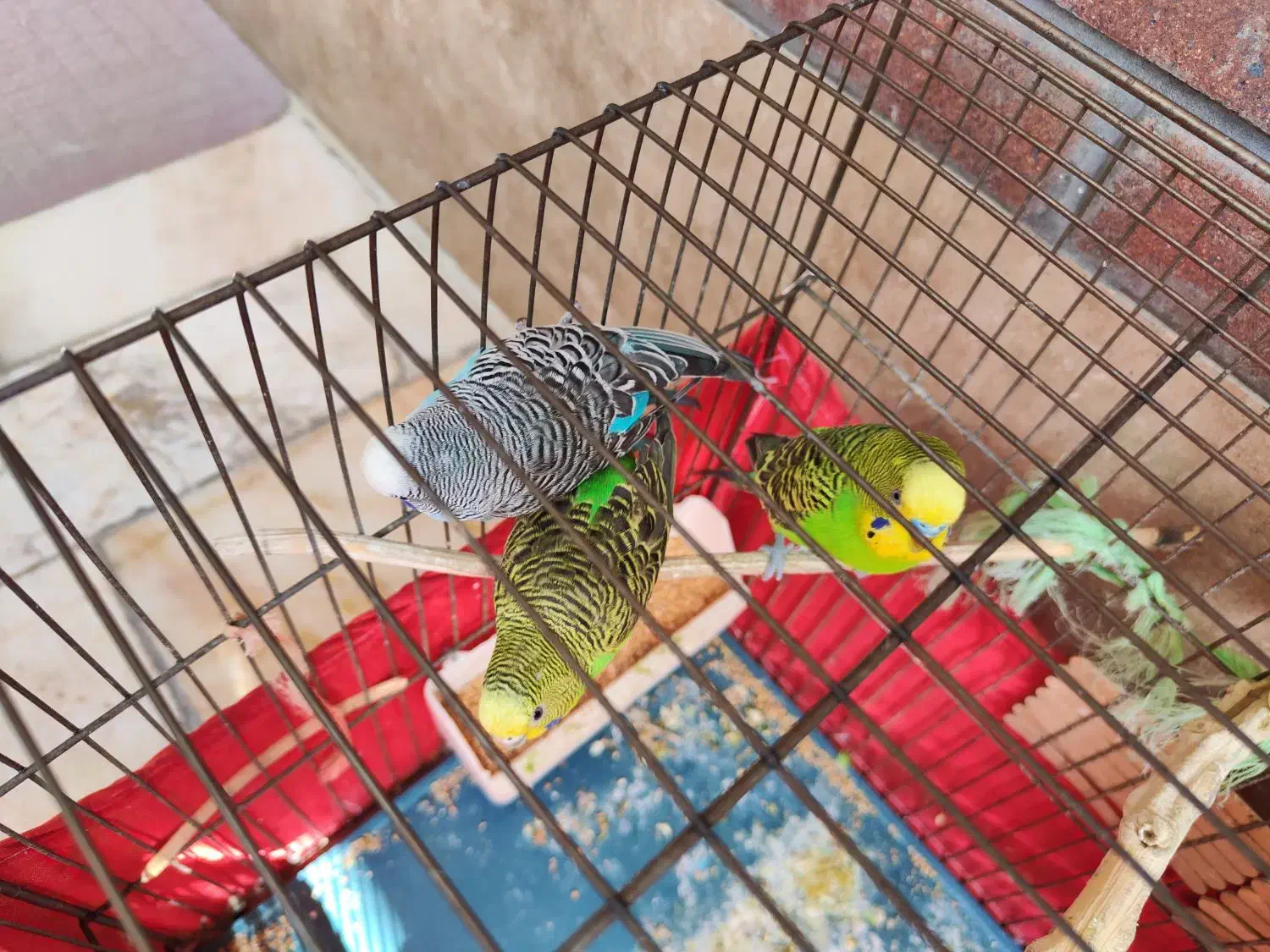 سه تا مرغ عشق زیبا|پرنده|تهران, سبلان (لشگر)|دیوار