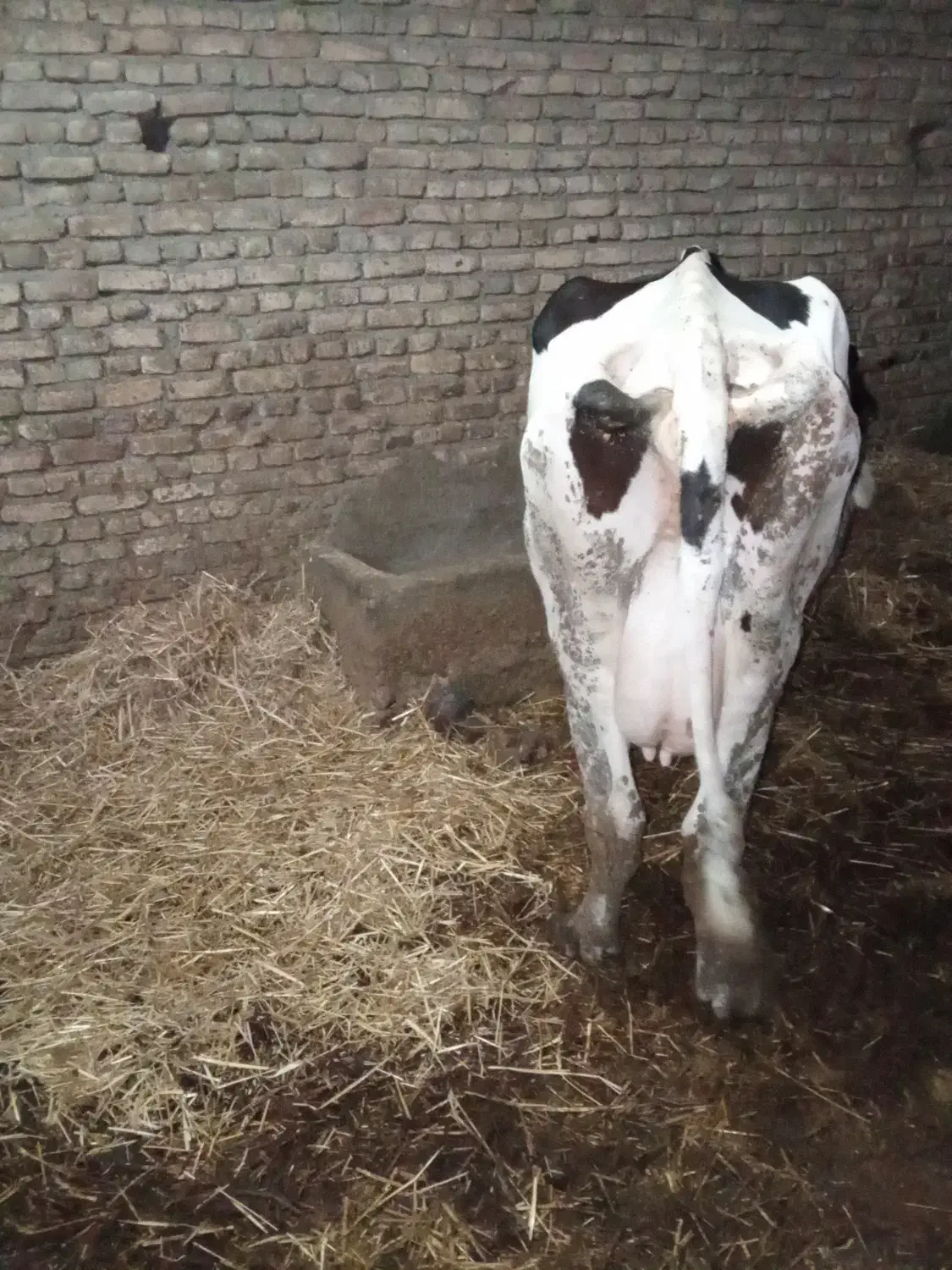 یک عدد گاو شیری با گوساله یک ماه زاییده|حیوانات مزرعه|گرگان, |دیوار