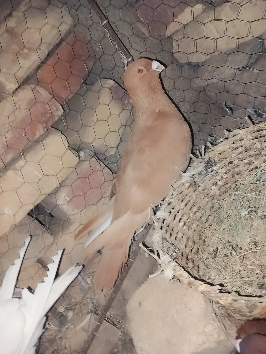 مجسمه|مجسمه، تندیس، ماکت|زابل, |دیوار