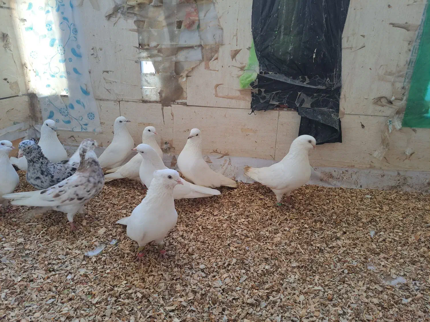 ۳جفت کفتر سفید نر ماده جفت|پرنده|بندرعباس, |دیوار