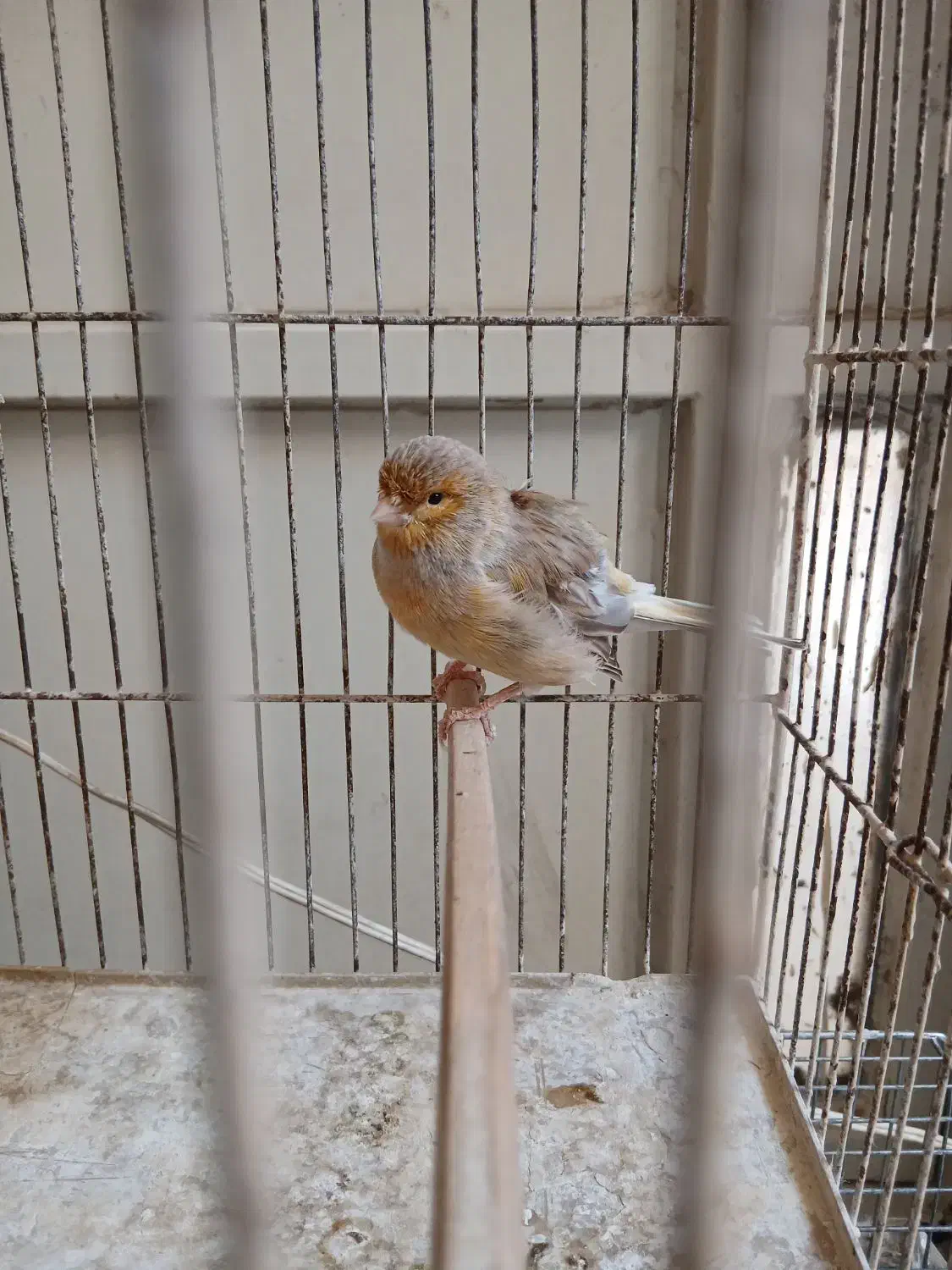 قناری نر|پرنده|بندرعباس, |دیوار