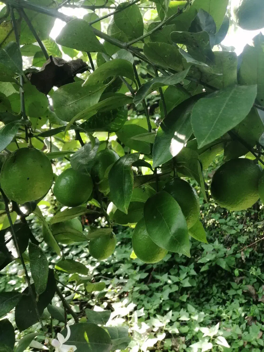 فروش پرتقال سردرختی|خوردنی و آشامیدنی|چابکسر, |دیوار