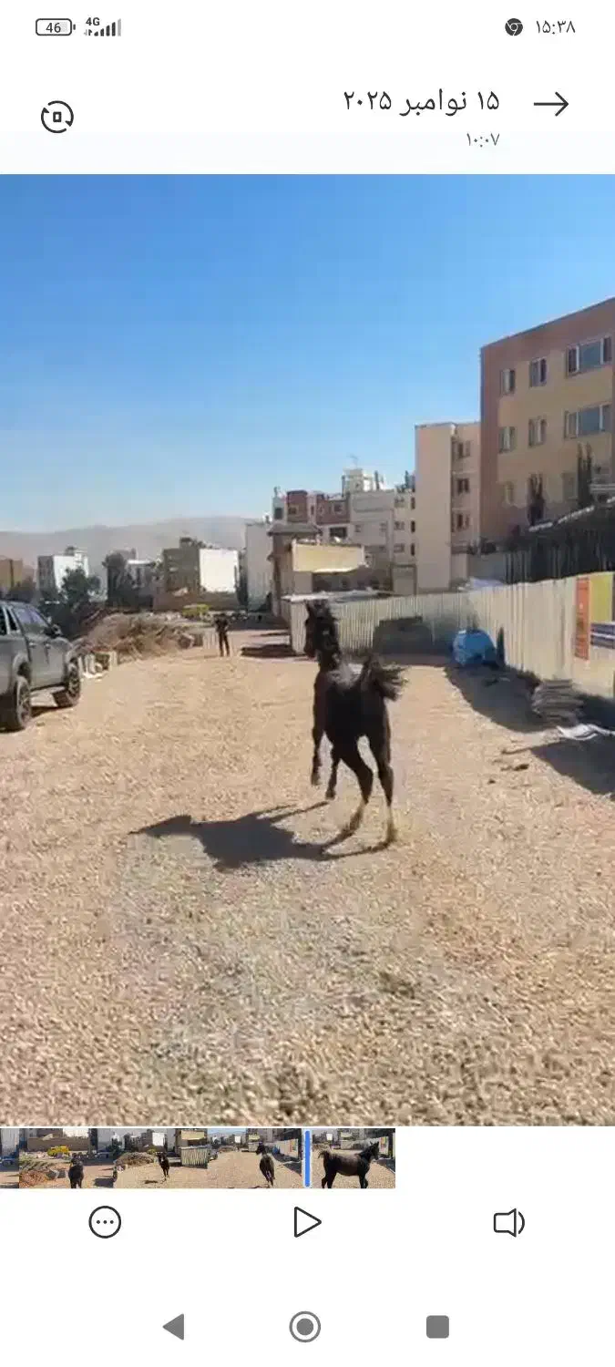 کره مادیون 1ساله|اسب و تجهیزات اسب‌سواری|جره و بالاده, |دیوار